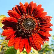 Sunflower Seed Kit - 5 Seed Bags (Evening Sun, Dwarf Sunflower 'Big Smile', 'Bronze King', 'Full Sun', Double Dwarf Sunflower)
