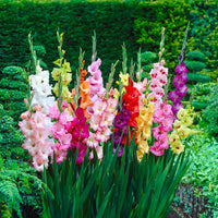 Mixed Gladiolus Bulbs (10)