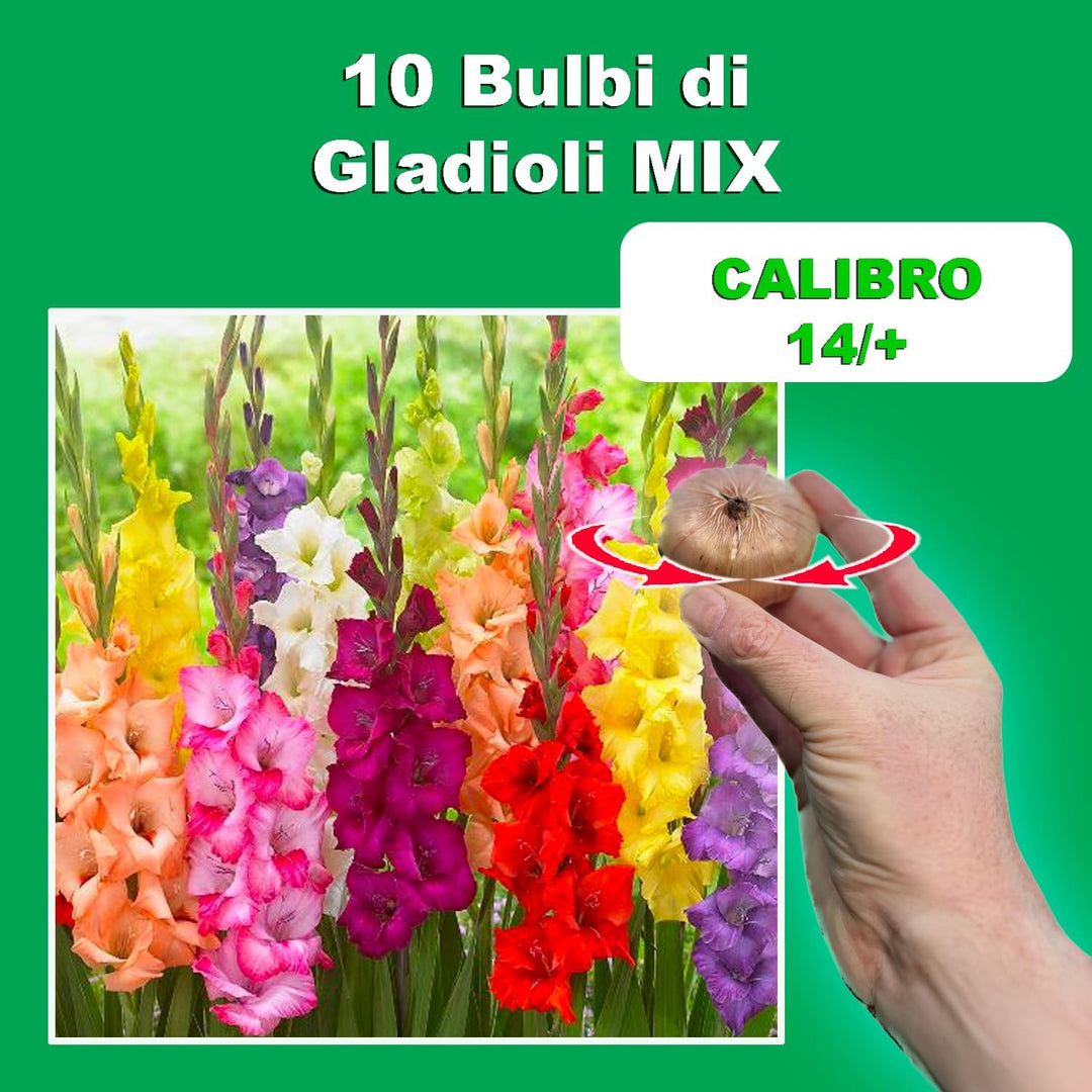 Mixed Gladiolus Bulbs (10)