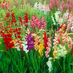 Load image into Gallery viewer, Mixed Gladiolus Bulbs (10)