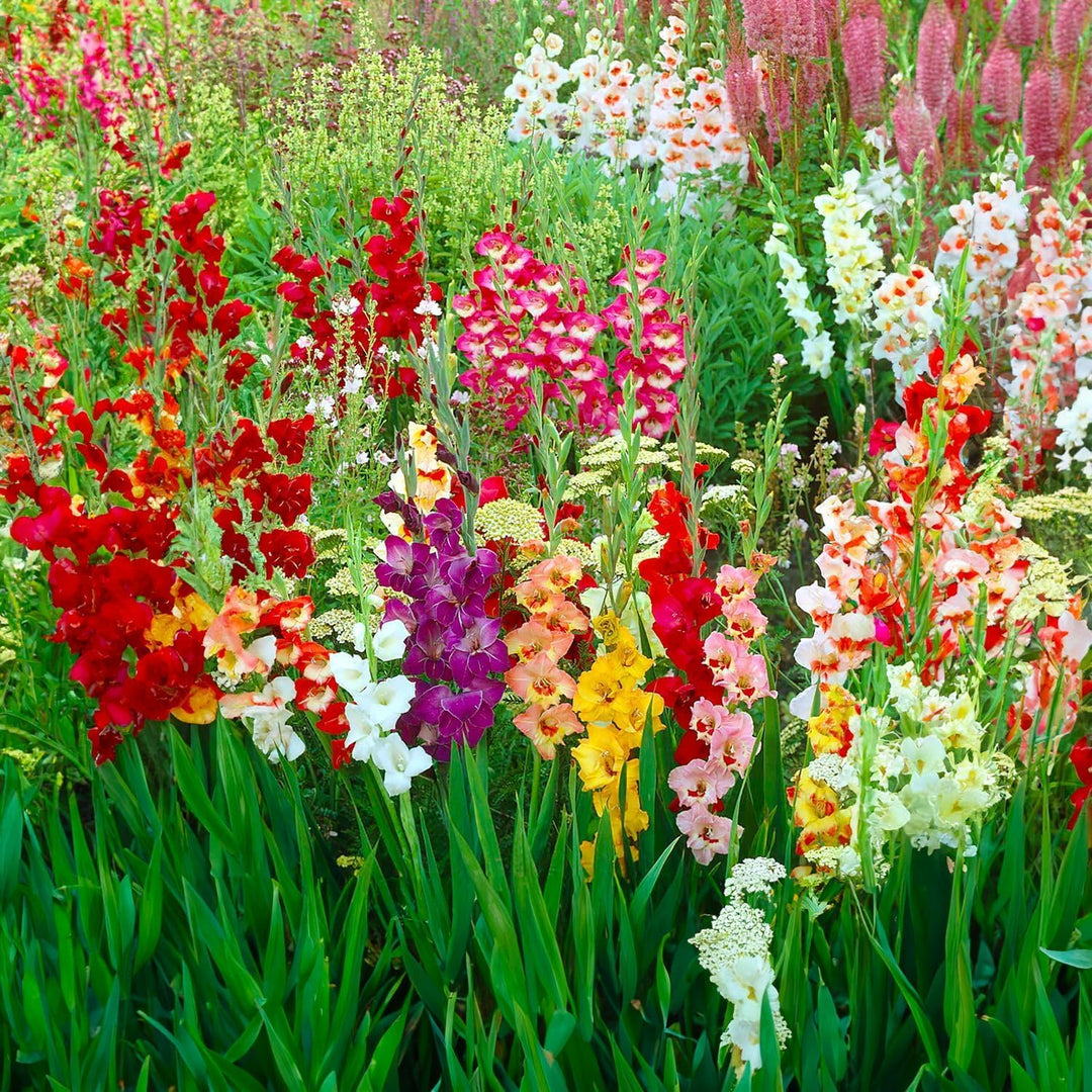 Mixed Gladiolus Bulbs (10)