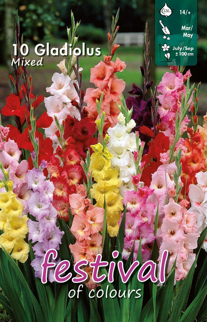 Mixed Gladiolus Bulbs (10)