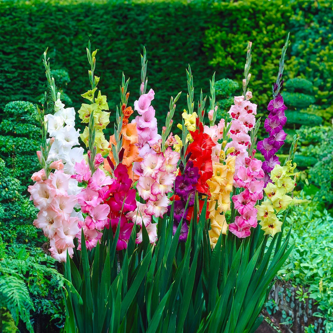 Mixed Gladiolus Bulbs (10)