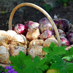 Load image into Gallery viewer, Hyacinths (Hyacinthus) mixed - 4 Bulbs
