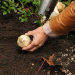 Load image into Gallery viewer, Hyacinths (Hyacinthus) mixed - 4 Bulbs
