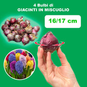 Hyacinths (Hyacinthus) mixed - 4 Bulbs