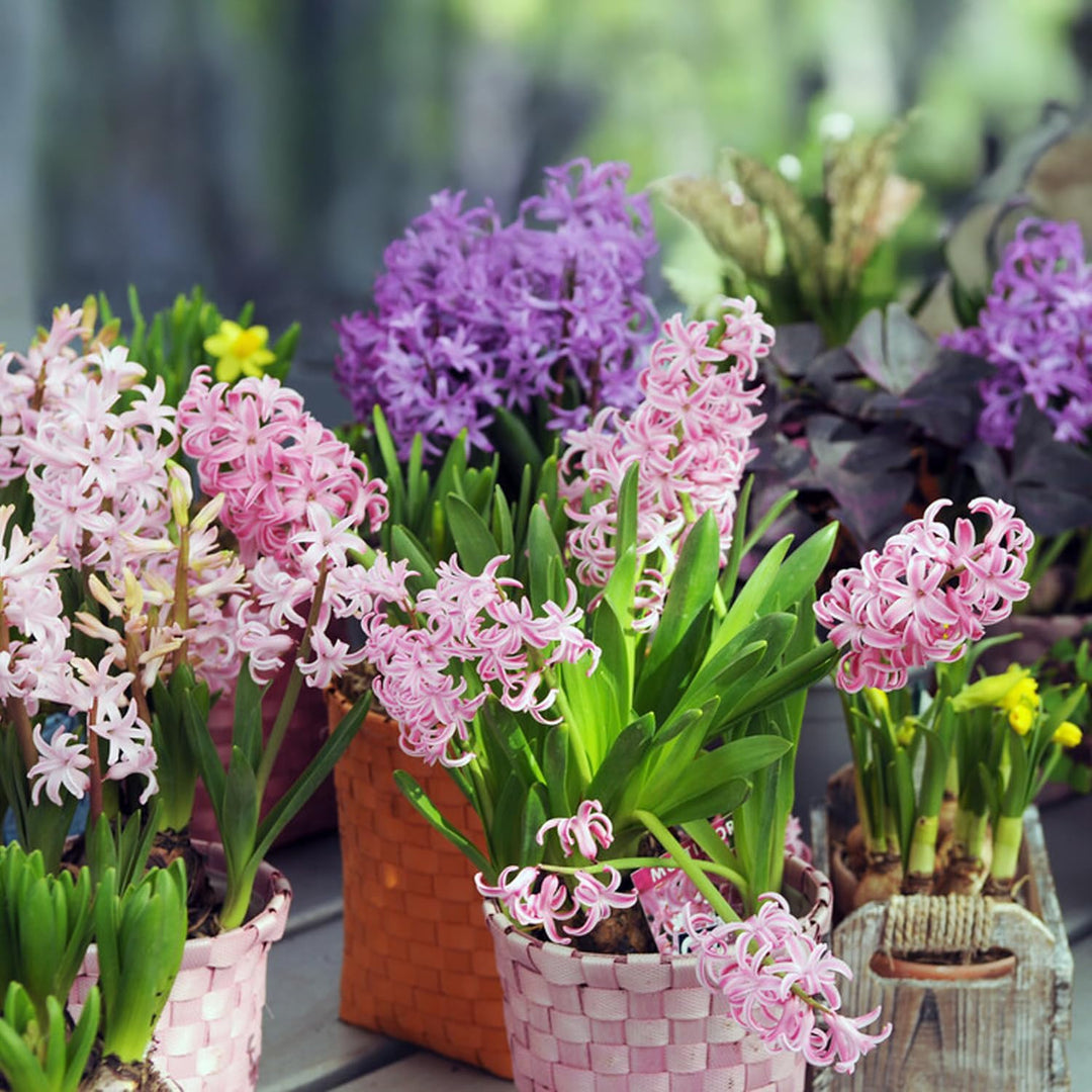 Hyacinths (Hyacinthus) mixed - 4 Bulbs
