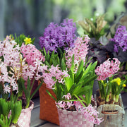 Hyacinths (Hyacinthus) mixed - 4 Bulbs