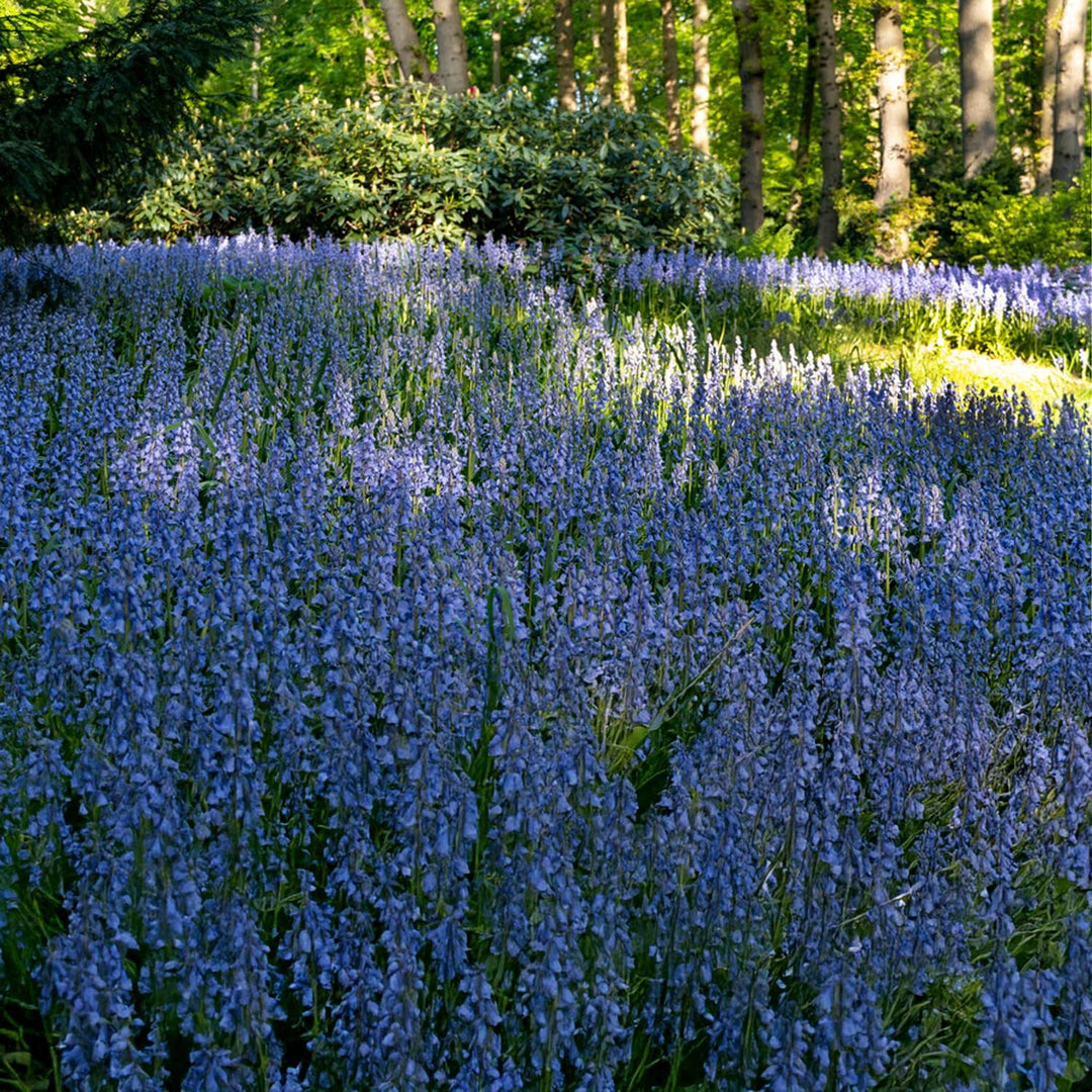 Hyacinthoides non-scripta 'Blue Bells' - 10 Bulbs