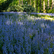 Hyacinthoides non-scripta 'Blue Bells' - 10 Bulbs
