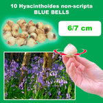 Load image into Gallery viewer, Hyacinthoides non-scripta &#39;Blue Bells&#39; - 10 Bulbs
