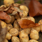 Load image into Gallery viewer, Hyacinthoides hispanica mix - 15 Bulbs
