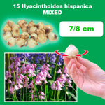 Load image into Gallery viewer, Hyacinthoides hispanica mix - 15 Bulbs
