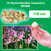 Hyacinthoides hispanica mix - 15 Bulbs