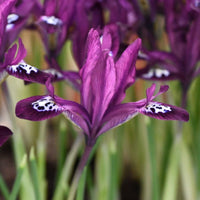 Iris reticulata PAULINE (15 Bulbi)