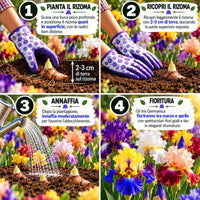 Iris germanica IN MISCUGLIO (3 Rizomi)