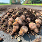 Load image into Gallery viewer, Ixia mix - 20 Bulbs
