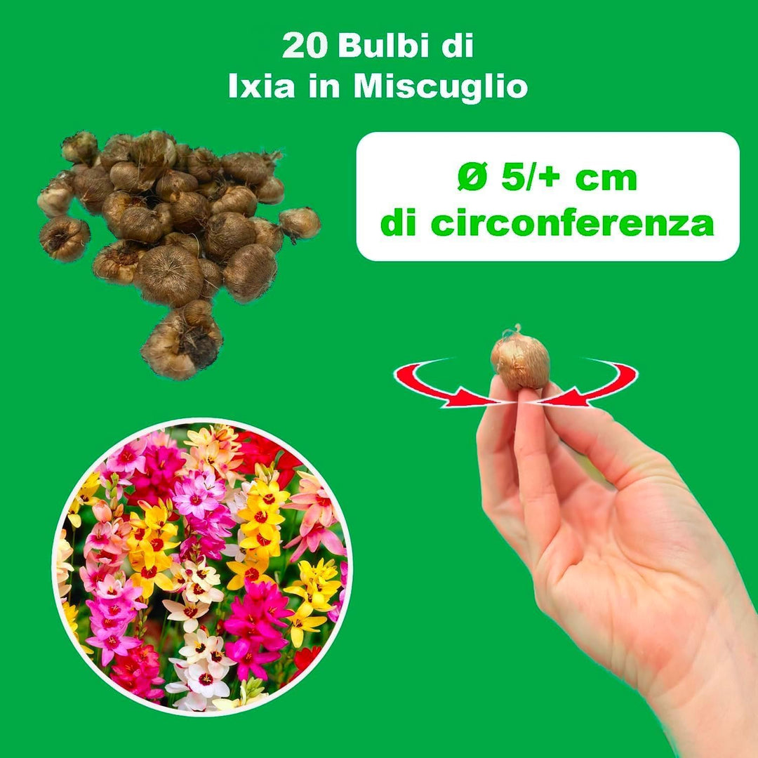Ixia mix - 20 Bulbs