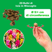 Ixia mix - 20 Bulbs