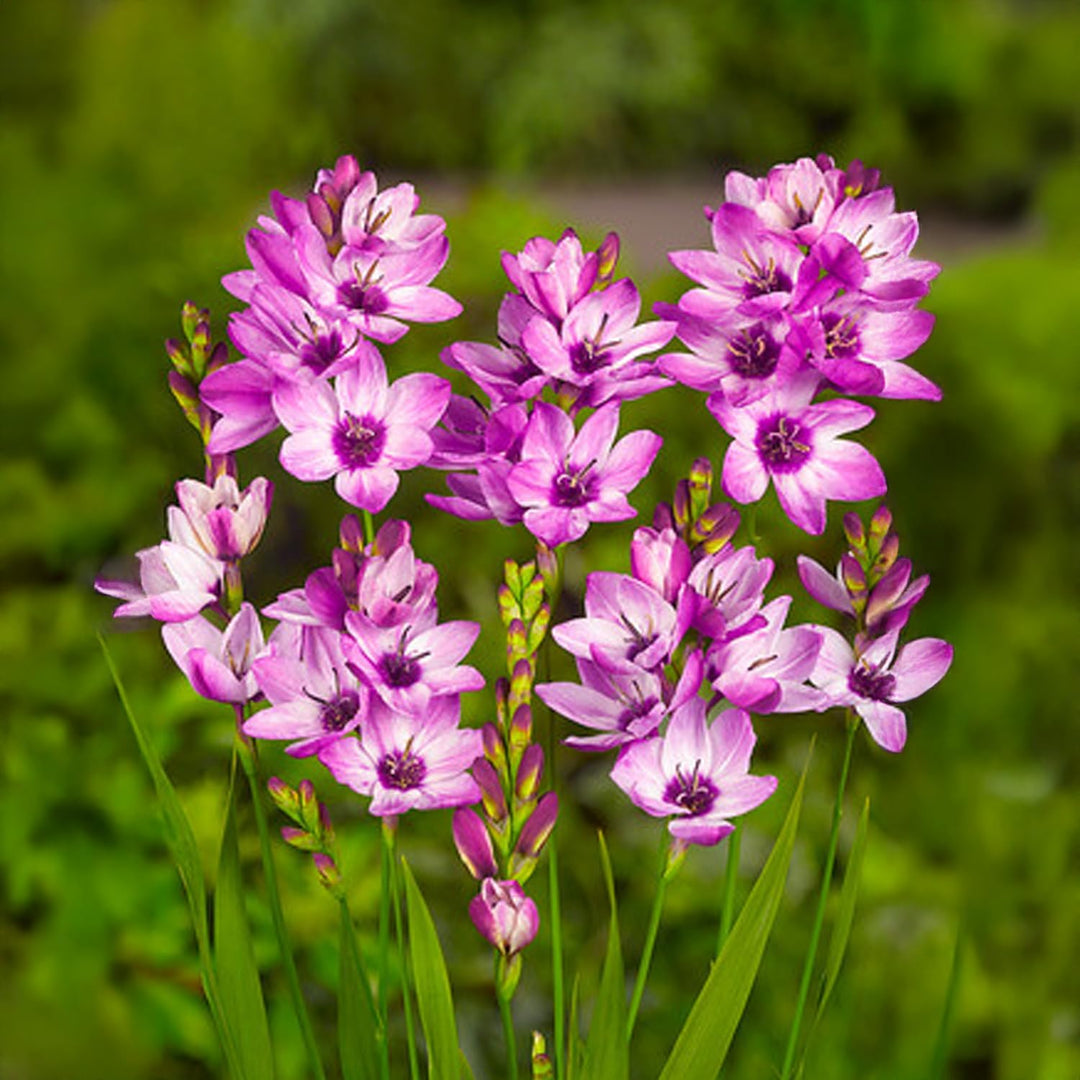 Ixia mix - 20 Bulbs