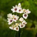 Load image into Gallery viewer, Ixia mix - 20 Bulbs
