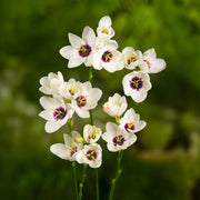 Ixia mix - 20 Bulbs