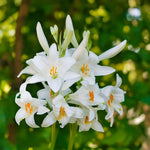 Load image into Gallery viewer, Lilium candidum - 1 Bulb
