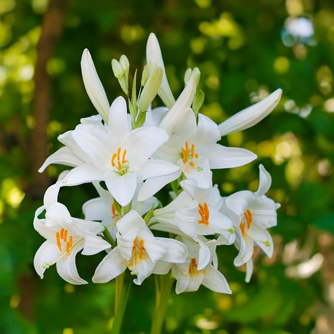 Lilium candidum - 1 Bulb