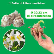 Lilium candidum - 1 Bulb