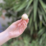 Load image into Gallery viewer, Muscari armeniacum - 20 Bulbs
