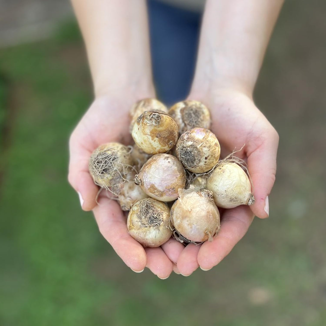 Muscari armeniacum - 20 Bulbs