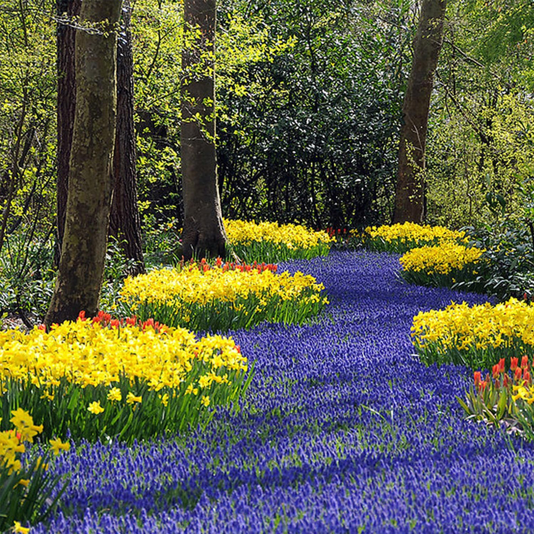 Muscari armeniacum - 20 Bulbs