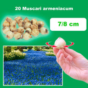 Muscari armeniacum - 20 Bulbs