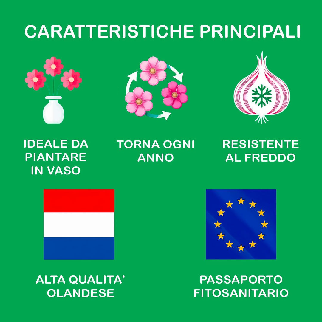 Muscari armeniacum - 20 Bulbs