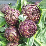 Vegetable Seed Set - 5 Bags of Seeds (Striped Italian Zucchini, San Marzano Tomato, Roman Artichoke, Leek, Rapin). Create Your Own Vegetable Garden at Home