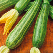 Vegetable Seed Set - 5 Bags of Seeds (Striped Italian Zucchini, San Marzano Tomato, Roman Artichoke, Leek, Rapin). Create Your Own Vegetable Garden at Home