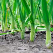 Vegetable Seed Set - 5 Bags of Seeds (Striped Italian Zucchini, San Marzano Tomato, Roman Artichoke, Leek, Rapin). Create Your Own Vegetable Garden at Home