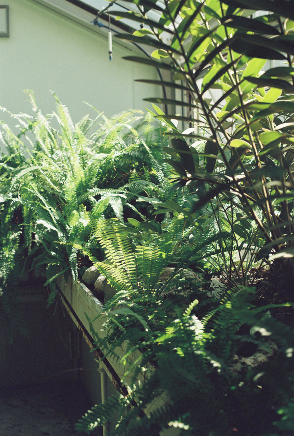 Green corner at home with Viridimania indoor plants
