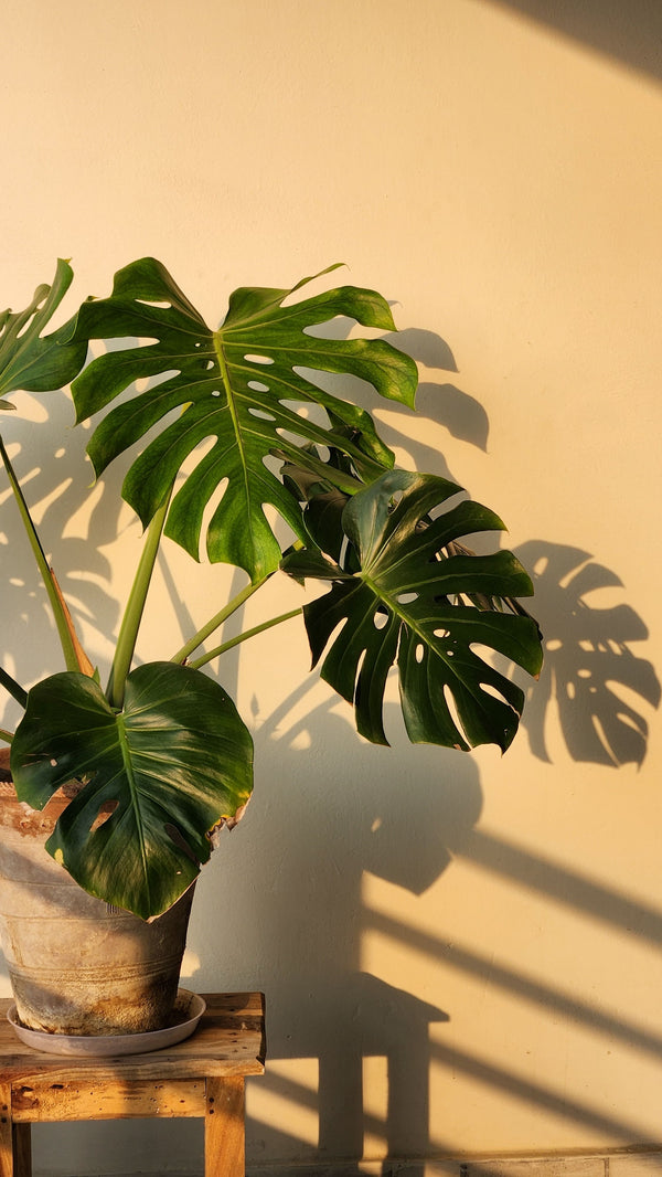 Viridimania customer with newly arrived plant