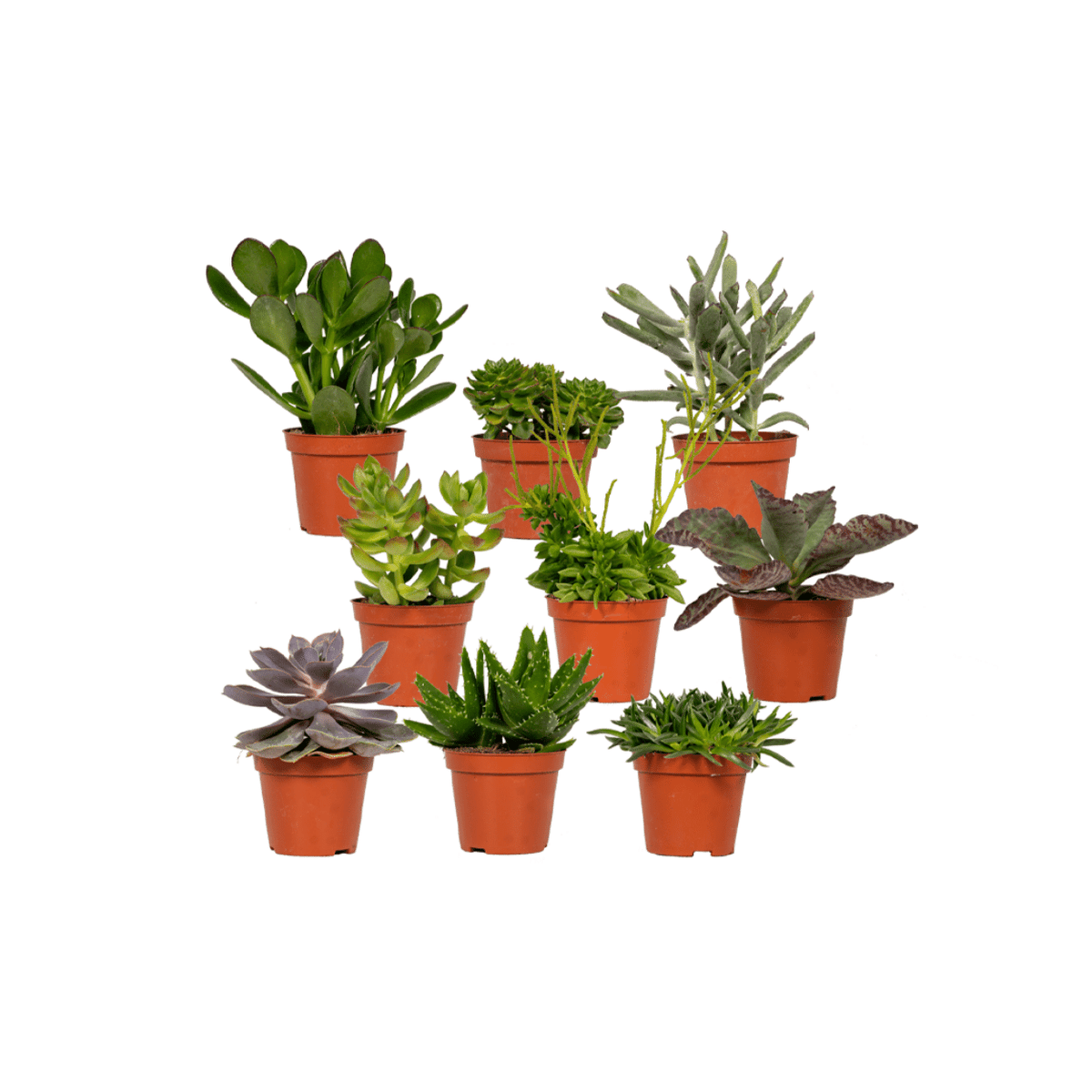 Succulent Mix - 9 plants - Ø8,5 - ↕10 cm