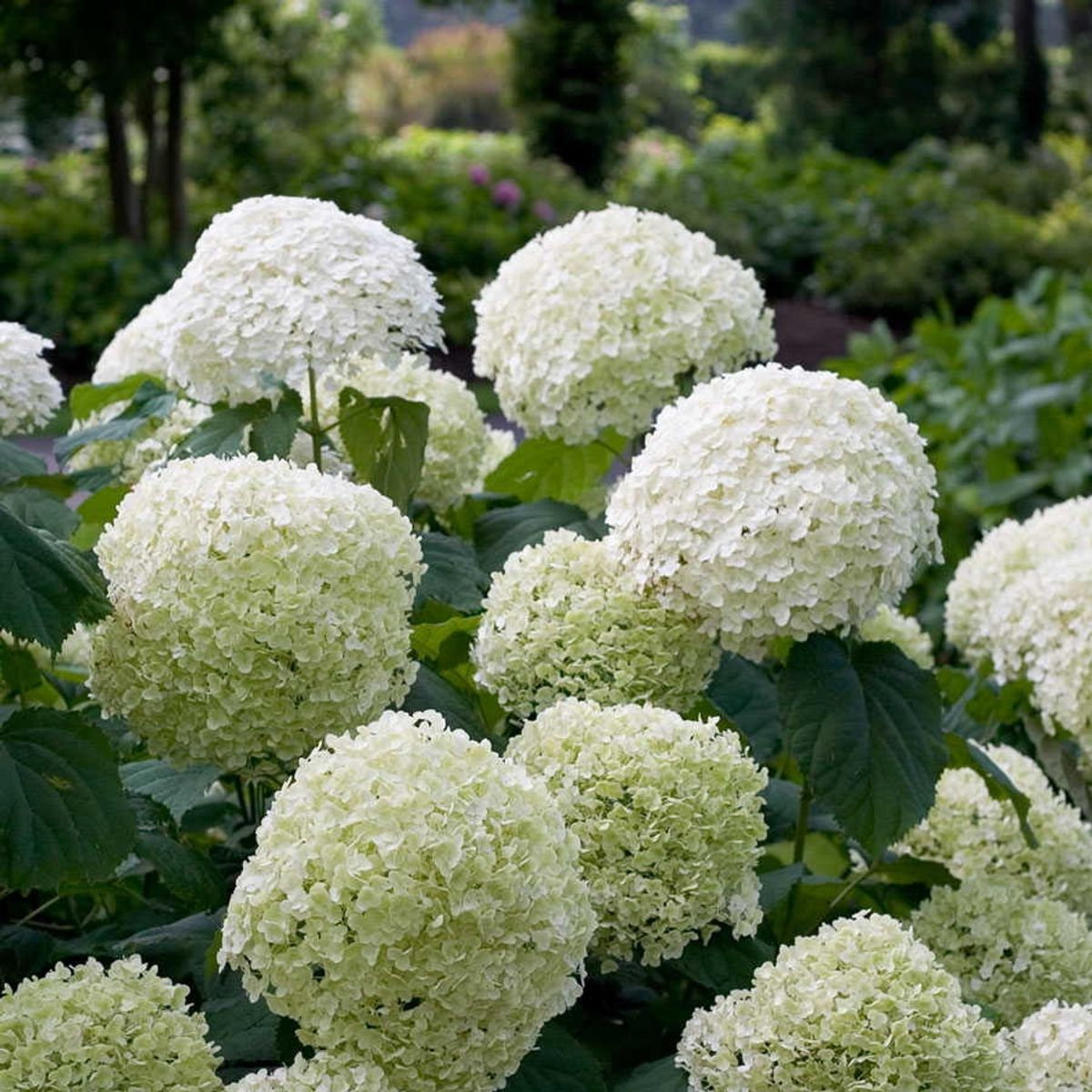 Hydrangea arborescens 'Strong Annabelle' - Ø19cm - ↕30cm