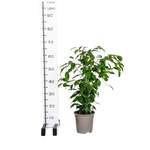 Load image into Gallery viewer, Ficus Benjamina Exotica Ø17cm - ↕60 - 80cm
