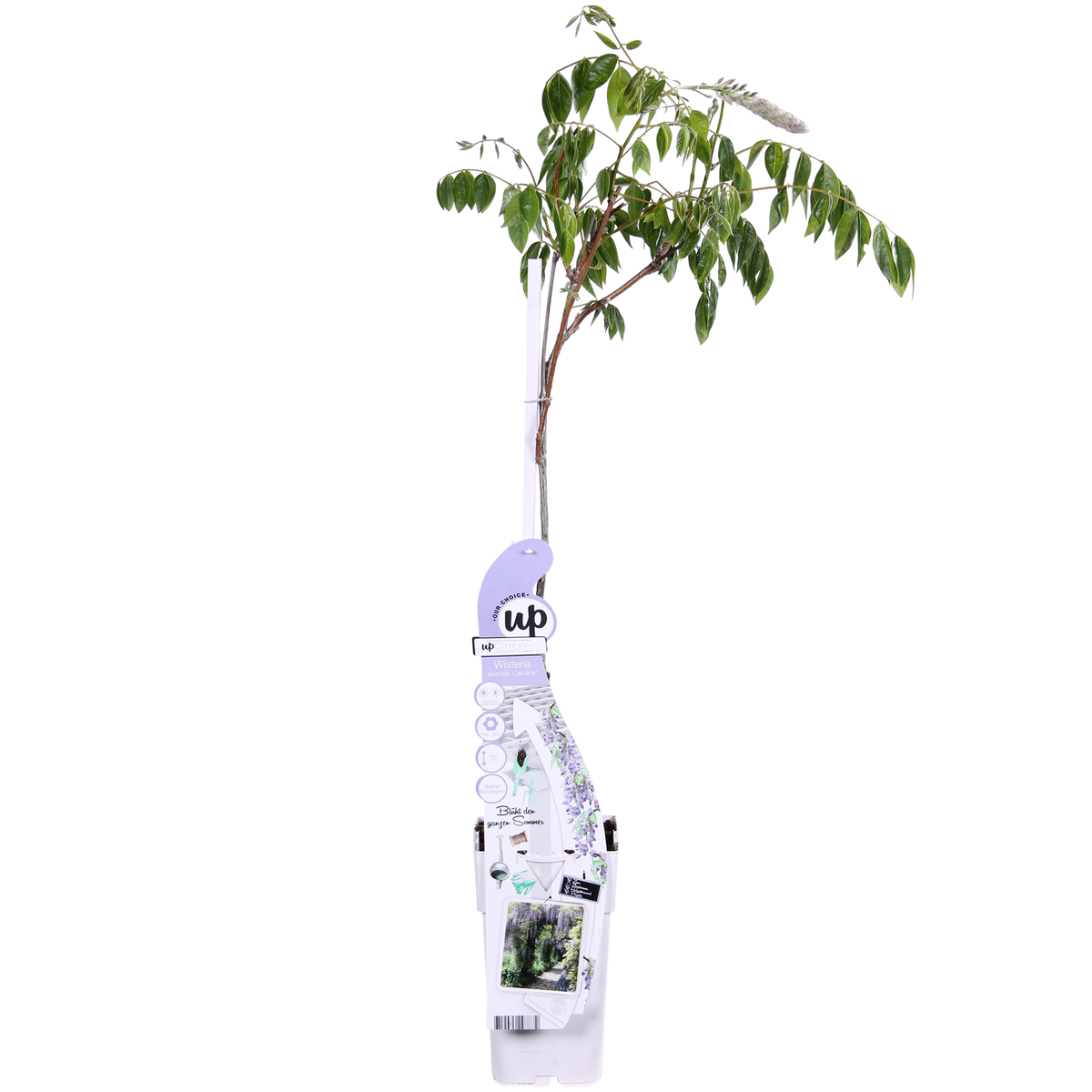 Wisteria sinensis 'Caroline' - Ø15cm - ↕65cm