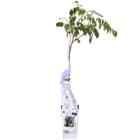 Wisteria sinensis 'Caroline' - Ø15cm - ↕65cm