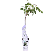 Wisteria sinensis 'Caroline' - Ø15cm - ↕65cm