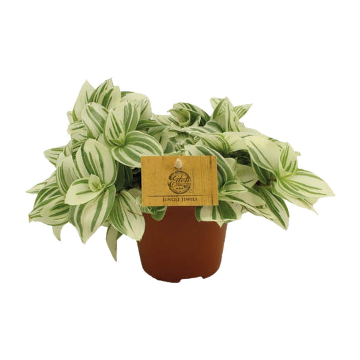 Tradescantia 'Brightness' - Ø12 - ↕20
