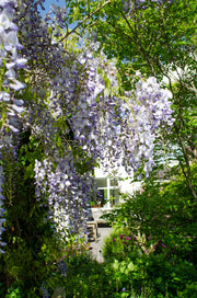 Wisteria sinensis 'Caroline' - Ø15cm - ↕65cm