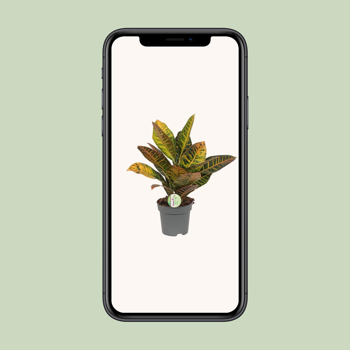 Codiaeum variegatum 'Petra' (Croton) - Ø17cm - ↕45cm