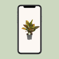 Codiaeum variegatum 'Petra' (Croton) - Ø17cm - ↕45cm