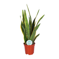 Sansevieria trifasciata 'Laurentii' (Mother-in-law’s Tongue) - Ø17cm - ↕60cm